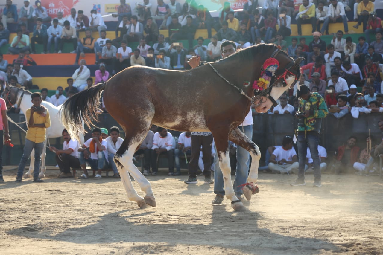 चेतक महोत्सव में घोड़ों का नृत्य देख पर्यटक हुए प्रफुल्लित, घोड़ों के नृत्य व दौड़ प्रतियोगिता का हुआ आयोजन | New India Times
