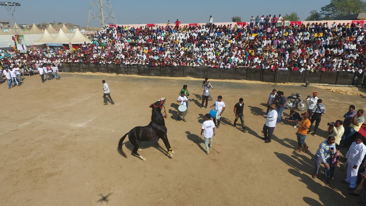 चेतक महोत्सव में घोड़ों का नृत्य देख पर्यटक हुए प्रफुल्लित, घोड़ों के नृत्य व दौड़ प्रतियोगिता का हुआ आयोजन | New India Times