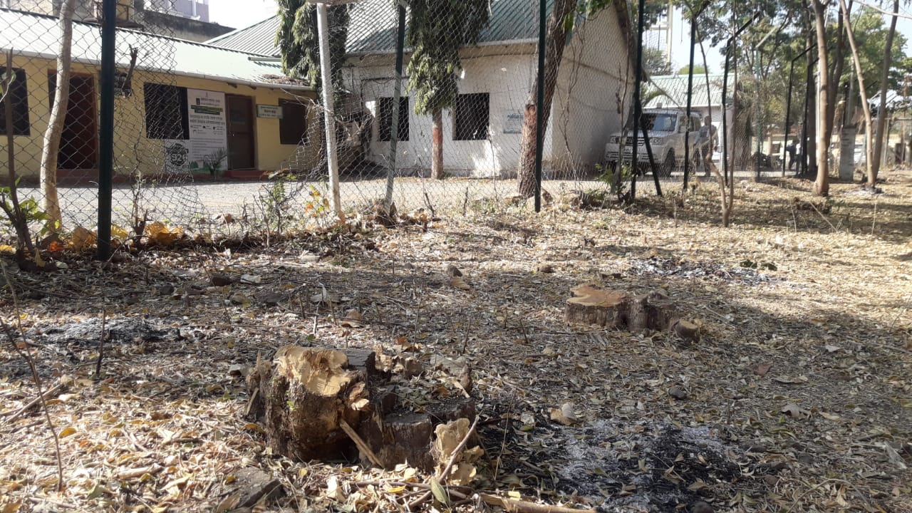 बुलढाणा में DFO कार्यालय के अहाते में मौजूद पेडों पर चलाई आरी, अवैध तरीके से कई पेडों को काटा गया | New India Times