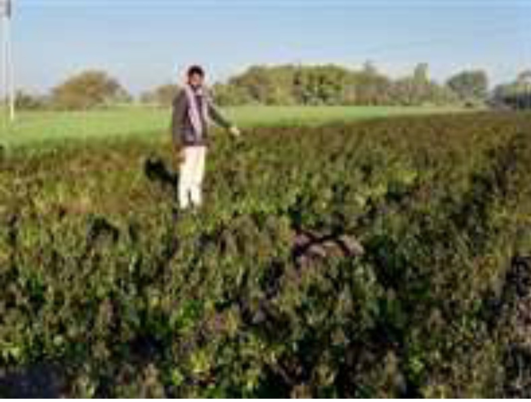 मध्य प्रदेश के 6 जिलों में शीतलहर से फसलों को हुए नुकसान का सर्वे प्रारंभ | New India Times