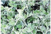मध्य प्रदेश के 6 जिलों में शीतलहर से फसलों को हुए नुकसान का सर्वे प्रारंभ | New India Times