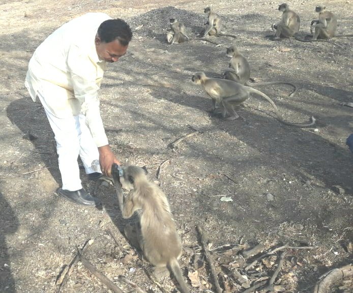 "वंचित" के उम्मीदवार व बालापुर के विधायक बलिराम शिरसकर ने पेश की इंसानियत की मिसाल, अभयारण्य के प्यासे बंदरों को पिलाया पानी | New India Times