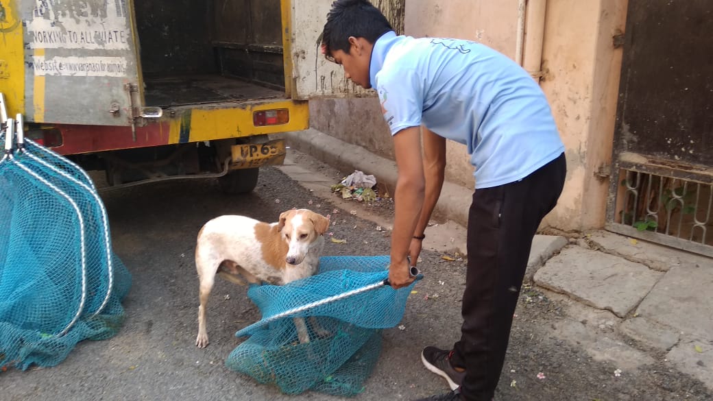 डॉग फाॅर एनिमल्स एनजीओ ने 15 कुत्तों को पकड़कर की नसबंदी व लगाए एंटी रेबीज के इंजेक्शन | New India Times