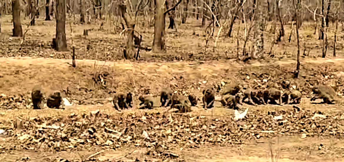 हनुमान जयंती पर सरपंच ने बंदरों को कराई गई दस किलो चने की दावत, सरपंच के गाड़ी की आवाज सुनते ही जमा हो जाते हैं सैकड़ों बंदर | New India Times