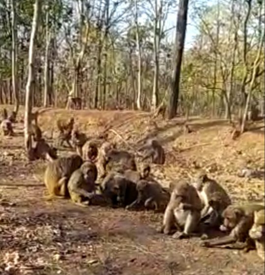 हनुमान जयंती पर सरपंच ने बंदरों को कराई गई दस किलो चने की दावत, सरपंच के गाड़ी की आवाज सुनते ही जमा हो जाते हैं सैकड़ों बंदर | New India Times