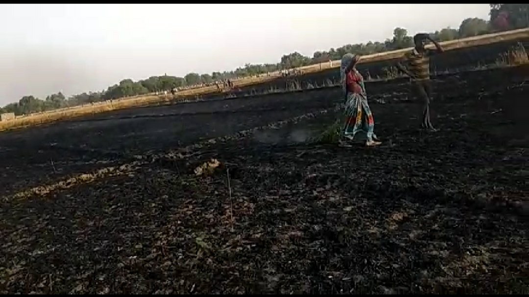 बिज़ली के तार से निकली चिंगारी से गेहूं की फसल में लगी आग, पांच बीघा गेहूं की फसल जलकर राख | New India Times