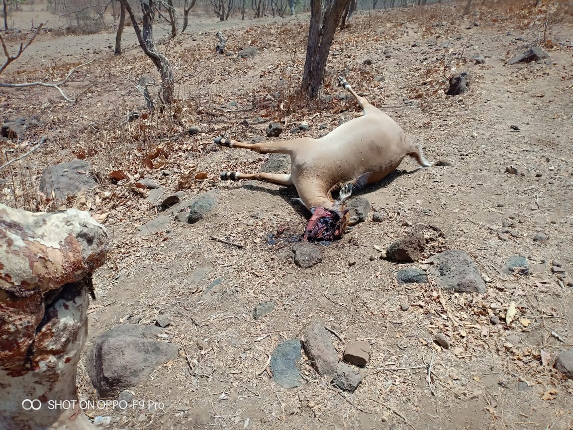 रुखे जंगलों ने ली 30 भुखे जानवरों की जान | New India Times