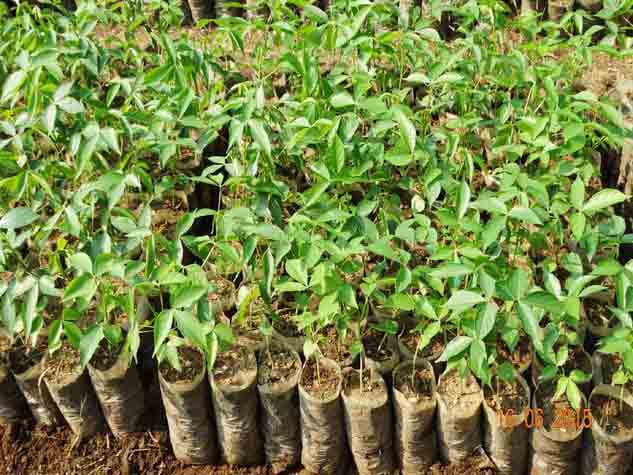 सभी की सहभागिता से बनेगा "हरा भोपाल-शीतल भोपाल", नागरिकों को 12 के स्थान पर 10 रूपये में मिलेंगे पौधे: श्री सुधि रंजन मोहंती | New India Times