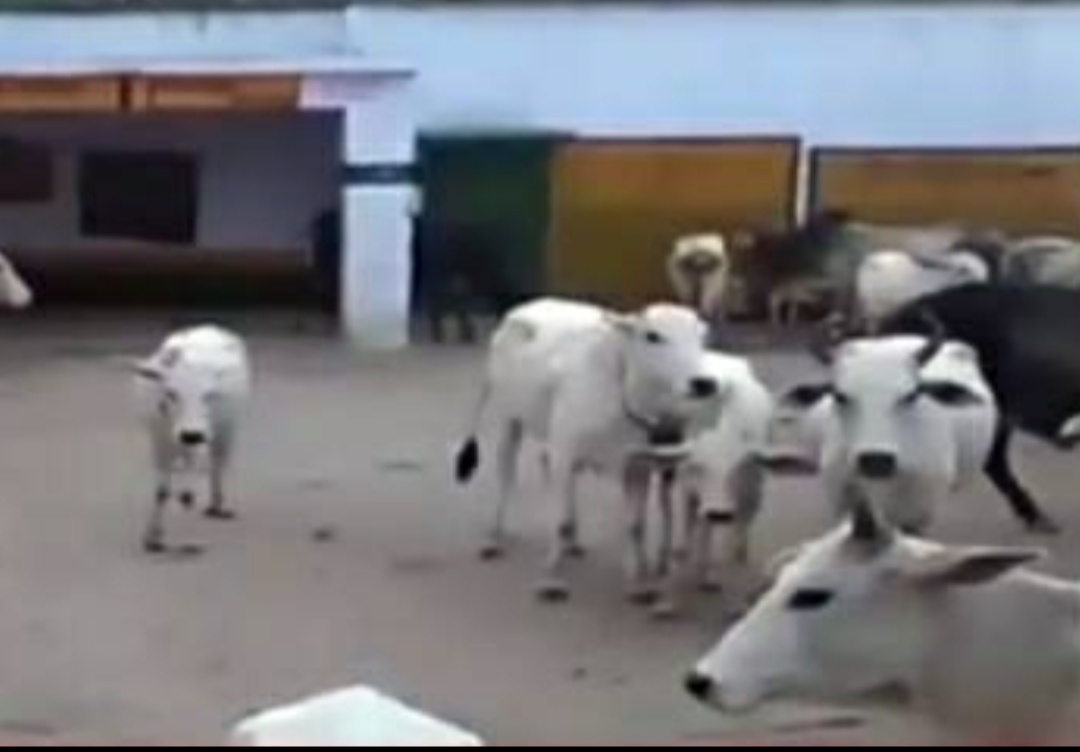 नुकसान से परेशान ग्रामीणों ने आवारा पशुओं को स्कूल में किया बंद | New India Times