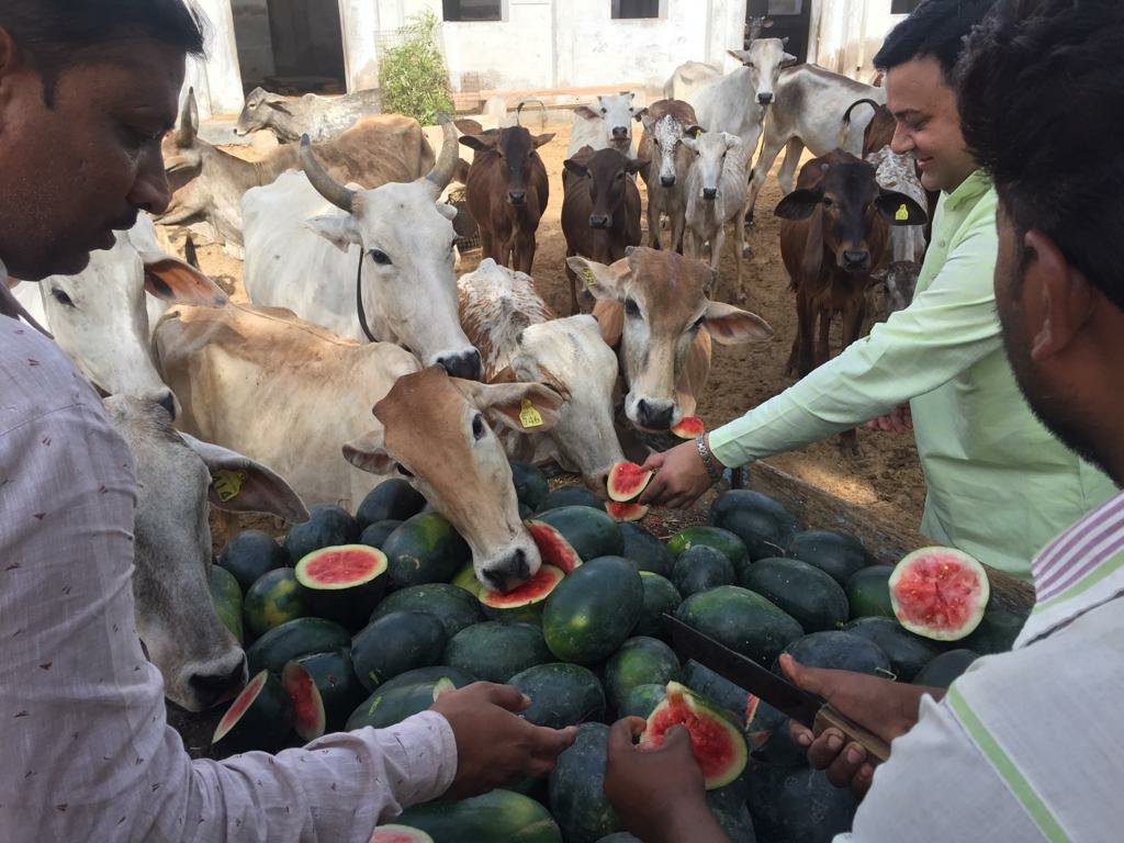 गायों को गुड़ व तरबूज खिलाकर राज खान ने मनाया कायम खां दिवस | New India Times