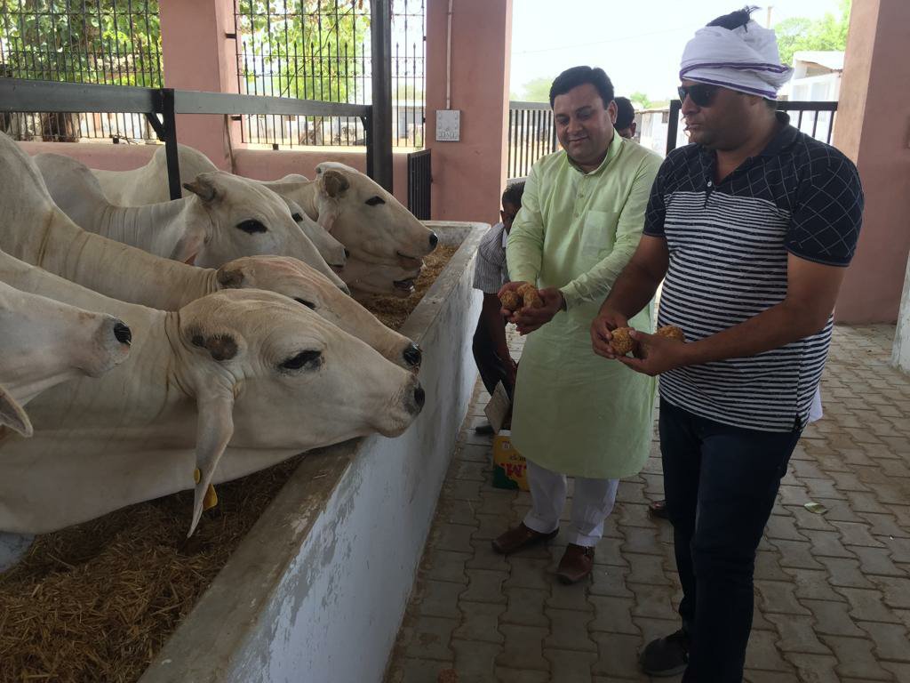 गायों को गुड़ व तरबूज खिलाकर राज खान ने मनाया कायम खां दिवस | New India Times