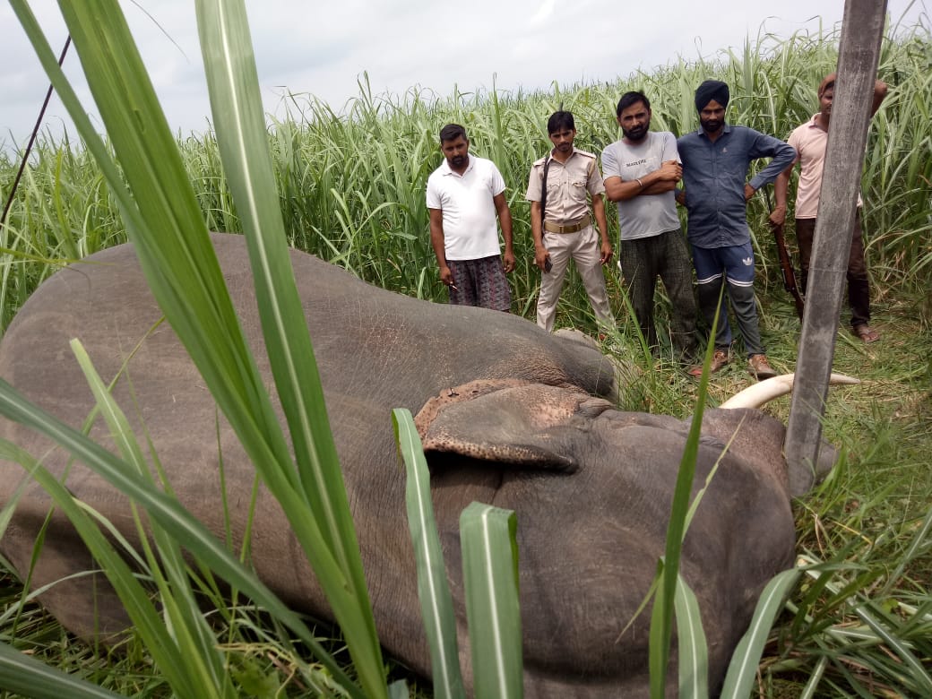करंट लगने से युवा हाथी की मौत, पहले भी चार हाथी और दो गैंडों की करंट लगने से जा चुकी है जान | New India Times