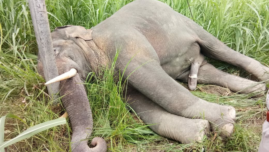 करंट लगने से युवा हाथी की मौत, पहले भी चार हाथी और दो गैंडों की करंट लगने से जा चुकी है जान | New India Times