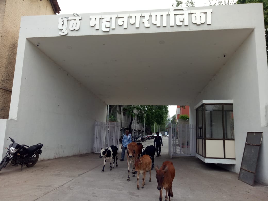 धुलिया नगर निगम कार्यालय बना आवारा पशुओं का बसेरा | New India Times