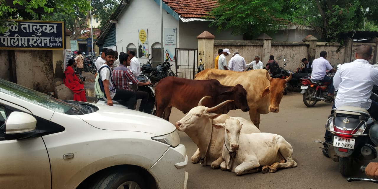 धुलिया शहर की सड़कों पर आवारा पशुओं ने जमाया डेरा, यातायात व्यवस्था चरमराई, नागरिक परेशान | New India Times