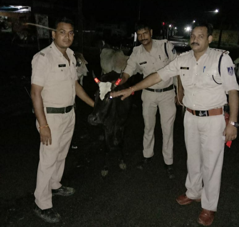 पुलिस द्वारा सड़कों पर घूम रहे आवास पशुओं की सींगों लगाया गया रेडियम | New India Times