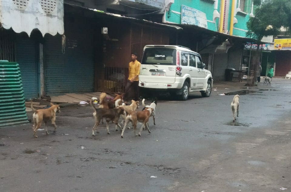 भोपाल के न्यू कबाड़ खाना में आवारा कुत्तों से राहगीर व रहवासी परेशान | New India Times