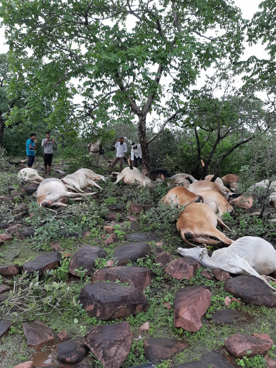 आकाशीय बिजली गिरने से 28 जानवरों की हुई मौत | New India Times