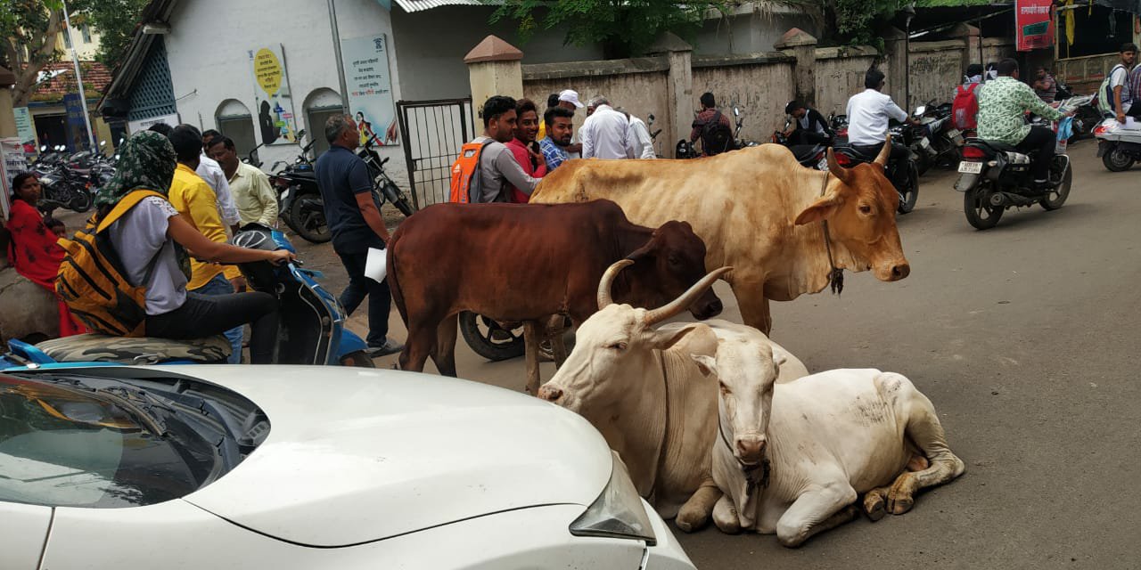 धुलिया शहर की सड़कों पर आवारा पशुओं ने जमाया डेरा, यातायात व्यवस्था चरमराई, नागरिक परेशान | New India Times