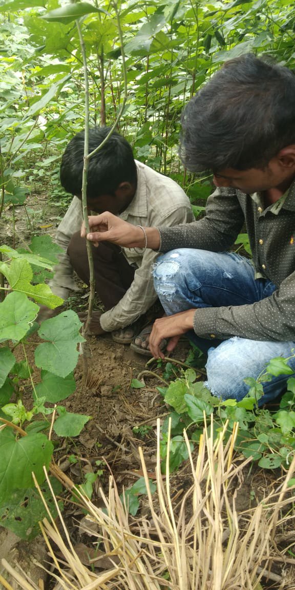 पितृपक्ष की आमवस्या पर हमराह ने वृक्षारोपण कर किया पितरों का तर्पण | New India Times