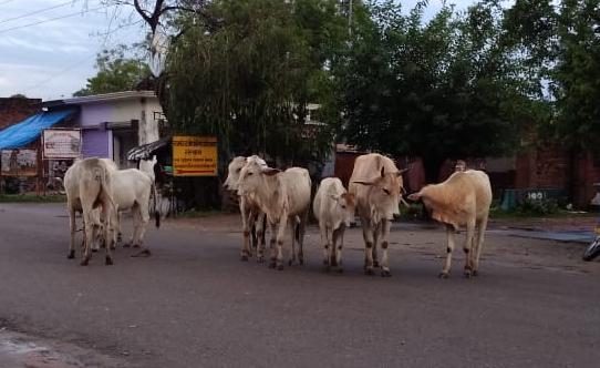 गौशाला के लिए जमीन का चयन न हो पाने के कारण सड़क पर विचरण कर रहे हैं पशु, आवारा पशुओं से लोग परेशान | New India Times