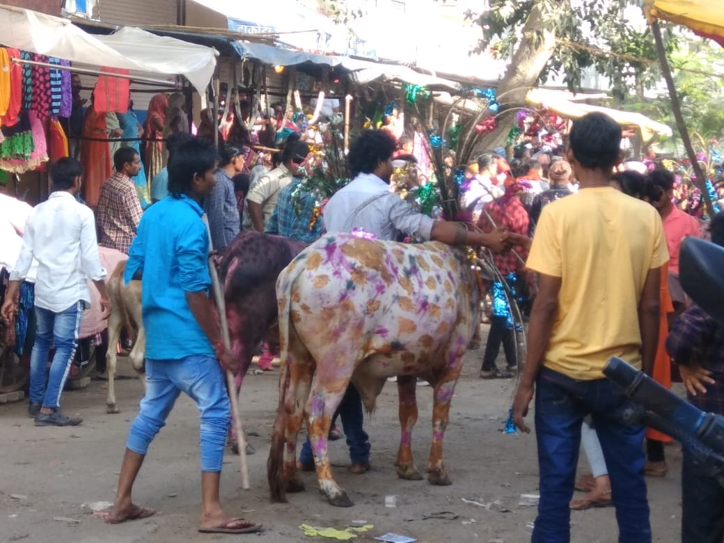 मेघनगर में पहली बार गाय गोहरी का हुआ आयोजन, मंगल कामना के साथ की जाती है गोवर्धन पूजा | New India Times