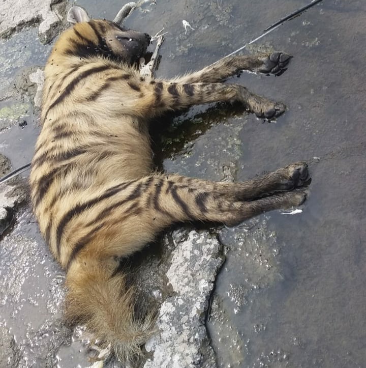 जंगल छोड़ कस्बे में आकर अपनी प्यास बुझाना जंगली जानवर को पड़ा भारी | New India Times