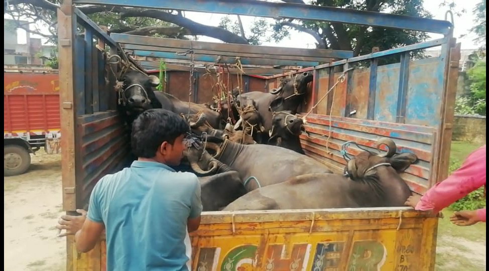 8 गाड़ियों में निर्दयता से भरे 99 पशुओं के साथ 8 आरोपी गिरफ्तार, पशु क्रूरता अधिनियम के तहत की गई कार्रवाई | New India Times