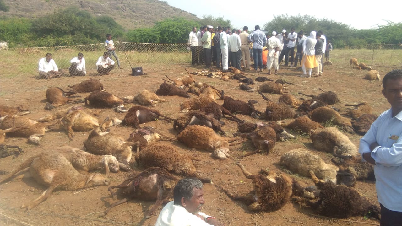 धुले जिला के साक्री तहसील के इच्छापुर गांव में तेंदुए ने भेड़ों के झुंड पर किया हमला, 71 भेंड़ों की गई जान | New India Times