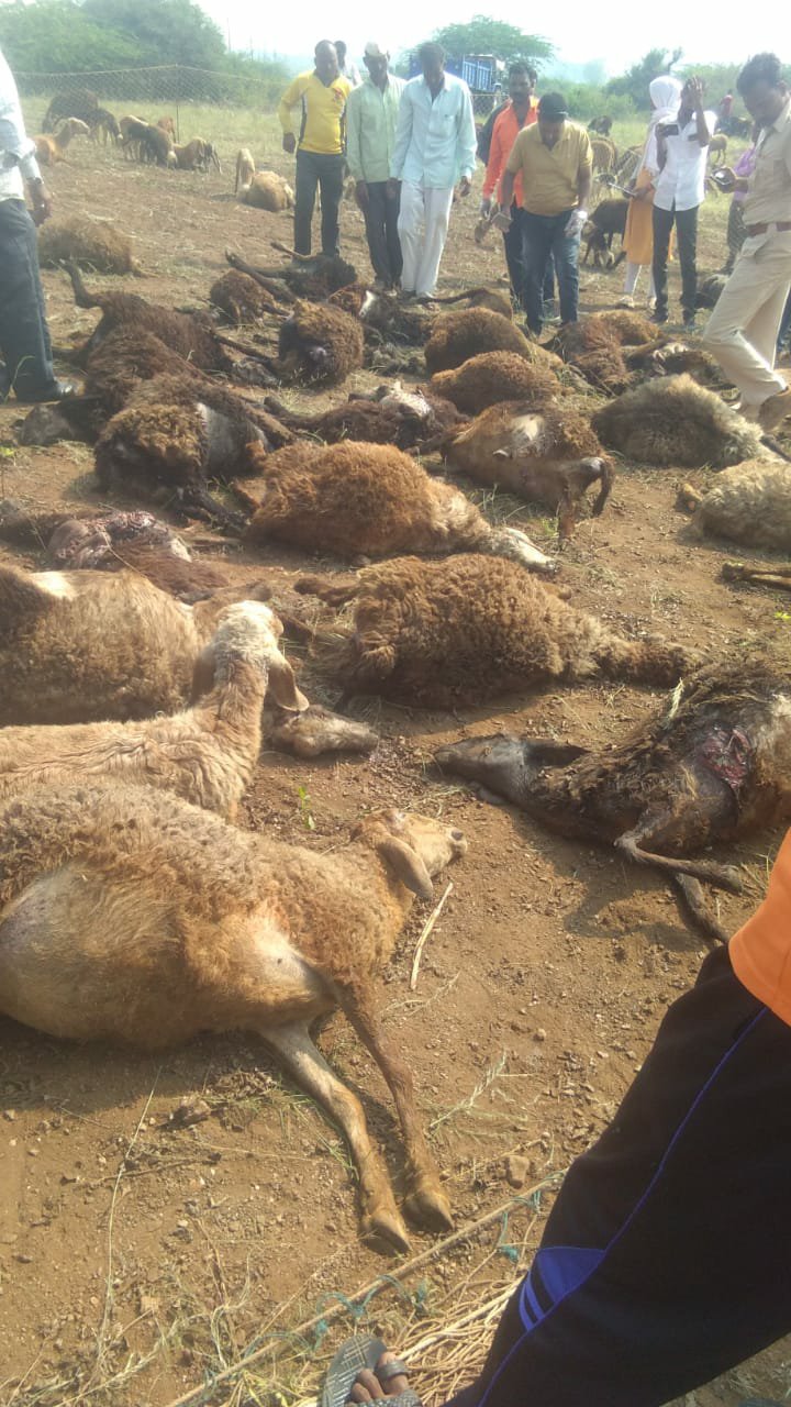 धुले जिला के साक्री तहसील के इच्छापुर गांव में तेंदुए ने भेड़ों के झुंड पर किया हमला, 71 भेंड़ों की गई जान | New India Times