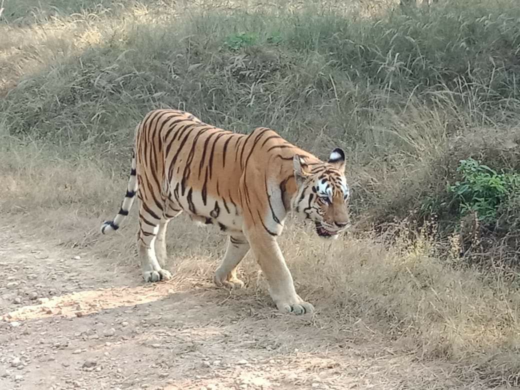 तीन दिवसीय राज्य स्तरीय मोगली बाल महोत्सव जारी, प्रतियोगिता में शामिल बच्चों में दिखा जबरदस्त उत्साह | New India Times