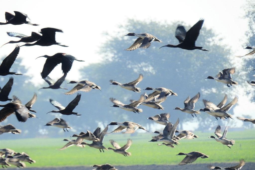 विश्व नम भूमि दिवस (वेटलैंड डे)- 2020 पर पर्यावरण संरक्षण: पक्षी सारस की घटती संख्या व उसकी वास्तविक दशा एक चिंतनीय व गम्भीर विषय | New India Times
