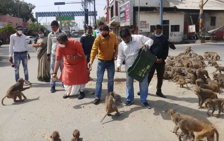 ब्रज यातायात एवं पर्यावरण जन जागरूकता समिति की टीम ने मुहिम चला कर भूखे जानवरों को खिलाया खाना | New India Times