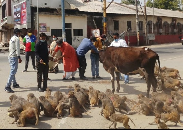 ब्रज यातायात एवं पर्यावरण जन जागरूकता समिति की टीम ने मुहिम चला कर भूखे जानवरों को खिलाया खाना | New India Times
