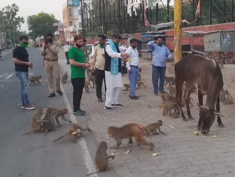 ब्रज यातायात एवं पर्यावरण जन जागरूकता समिति कर रही है लॉक डाउन के समय लगातार जानवरों की सेवा | New India Times