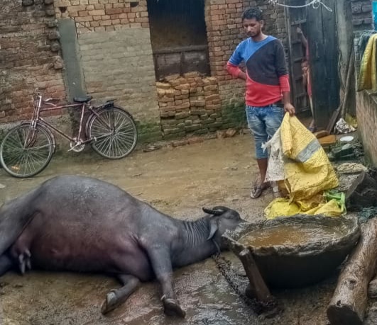 बिजली विभाग की लापरवाही से आज फिर गई बेजुबान की जान, बार-बार दुर्घटनाएं होने पर भी जिम्मेदार नहीं दे रहे हैं ध्यान | New India Times