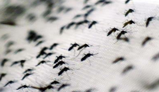 बरसात के चलते शहर में बढ़ने लगा है मच्छरों का प्रकोप | New India Times