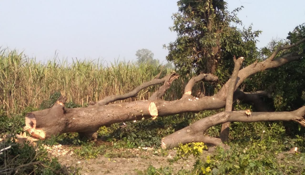 वन कर्मियों की मिलीभगत से महेशपुर रेंज में बिना परमिट तुकमी आम के पेड़ों का हो रहा है कटान | New India Times