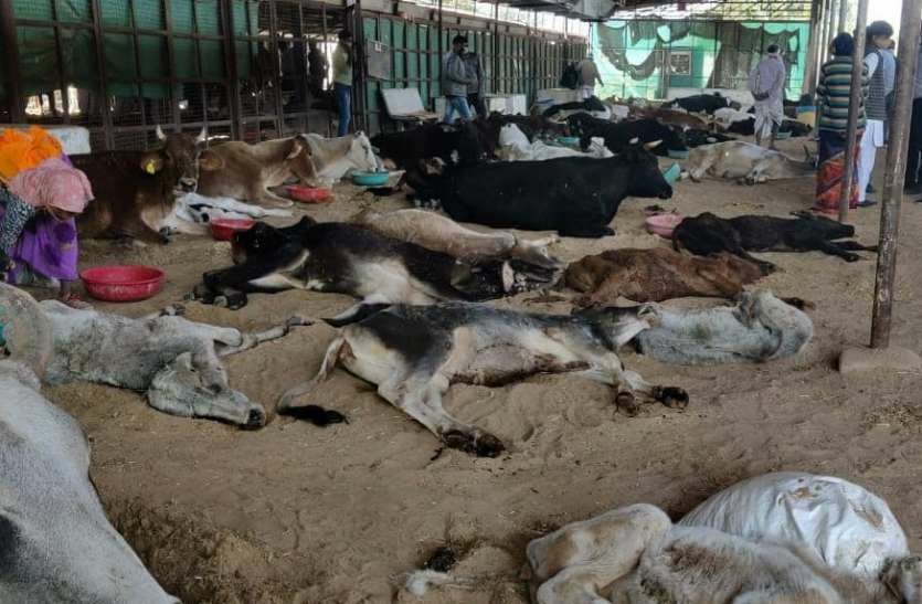गोपाष्टमी पर हिंगोनिया गोशाला में गायों की दुर्दशा देख दोनों नगर निगम महापौर भड़कीं | New India Times