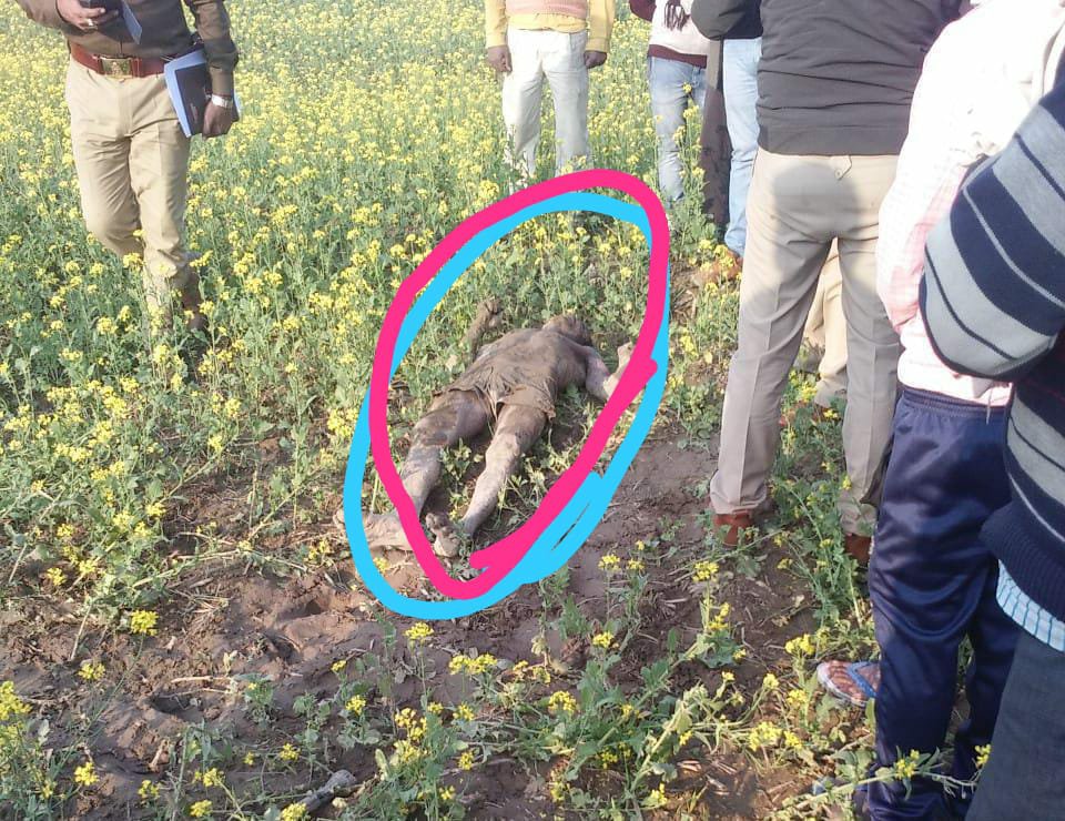 खेत देखने गए युवक का तीसरे दिन सरसो के खेत में मिला शव, परिजनों को नदी के किनारे अवैध शराब बनाने वाले पर हत्या का शक | New India Times