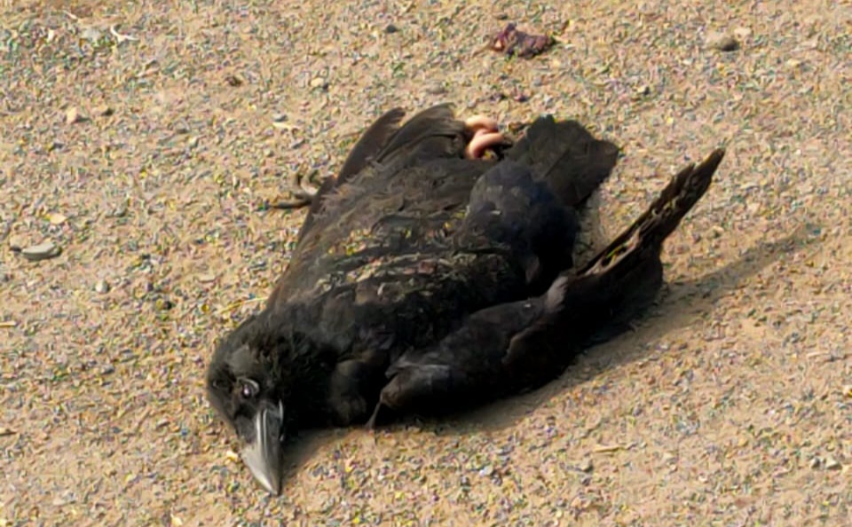 देवरी नगर में एक कौवे की मौत बना लोगों में कौतूहल का विषय, प्रशासन सहित पशु-चिकित्सक विभाग ने लिये मृत कौवे का सेंपल | New India Times