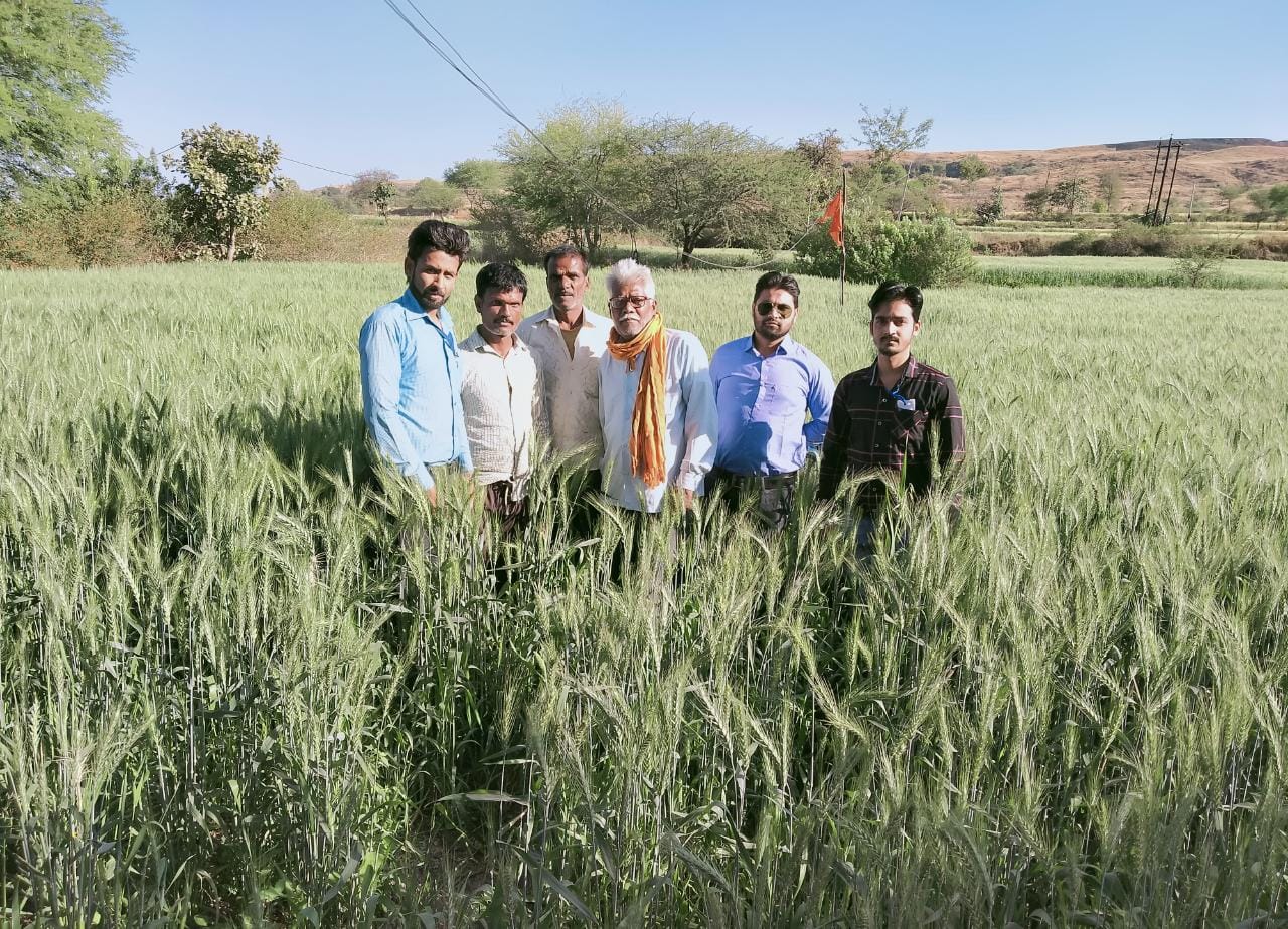एन.एफ.एफ गेहूं बीज से खेती कर खुश हुए किसान, एक एकड़ में 40 किग्रा गेहूं बीज व चार पानी से लहलहाने लगे खेत | New India Times