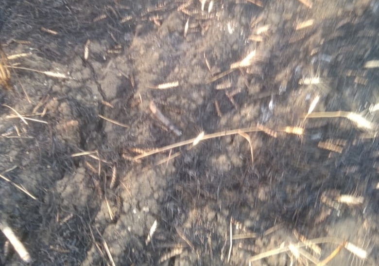 शॉट सर्किट से लगी गेहूं की फसल में आग, सात एकड़ फसल जलकर राख | New India Times