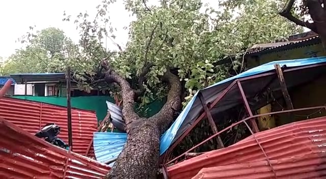 वृक्ष गिरने से उजड़ गया मकान, प्रशासन से की मुआवजे की मांग, तत्काल निरीक्षण कर राहत दिलवाए प्रशासन | New India Times