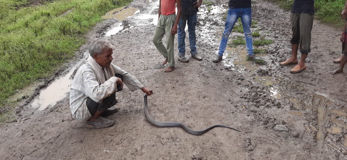 देवरी के ग्राम पंचायत जैतपुर कछया में निकला ब्लैक कोबरा, 20 वर्षीय अनुभवी बुजुर्ग रेस्क्यू के दौरान हुए सांप का शिकार, डसने से हुई मौत | New India Times