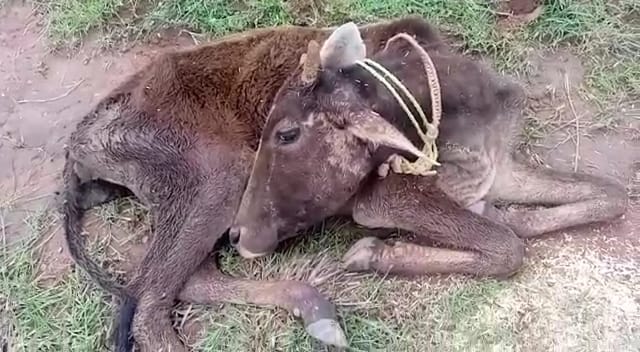 गौशाला में व्याप्त अव्यवस्थाओं पर ग्रामीणों ने उठाई आवाज़, कई जानवर बीमार होकर तोड़ रहे हैं दम | New India Times