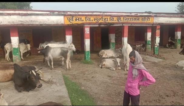 यह है विद्या का मंदिर जहां बैठते हैं आवारा पशु. पूर्व माध्यमिक विद्यालय में शिक्षकों की लापरवाही से विद्यार्थियों को कीचड़ वाली जगहों पर बैठा कर करा रहे हैं शिक्षण कार्य | New India Times