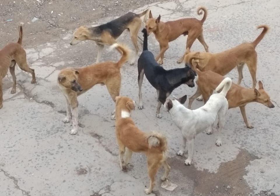 मेघनगर वार्ड नंबर 6 में कुत्तों के जमावड़े से राहगीर परेशान | New India Times
