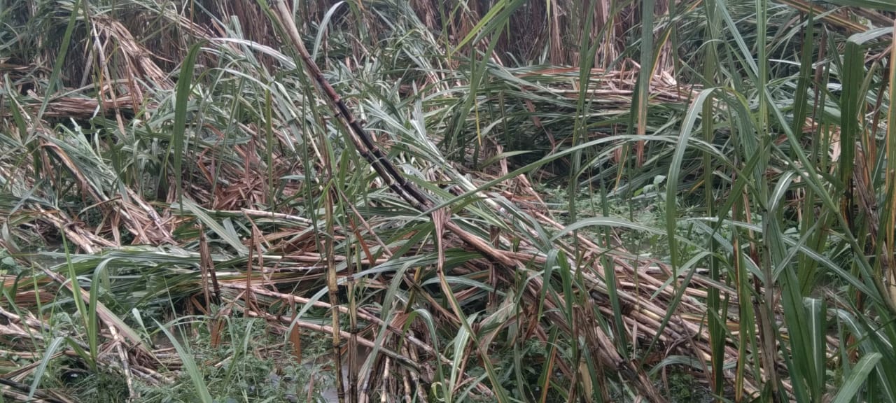 भारी बारिश व तेज हवाओं से तबाह हुईं किसानों की फसलें | New India Times