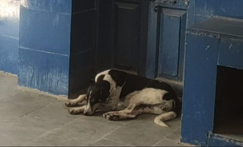 स्लाग समुदायिक स्वास्थ्य केंद्र अमानगंज में आराम फरमा रहे थे शेरु और कालू कुत्ते, स्टाफ था नदारद | New India Times